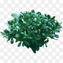 植物耐旱高清绿植