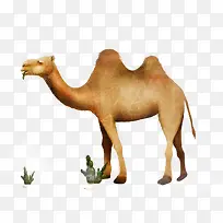 沙漠的骆驼