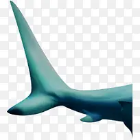 鱼 大白鲨鱼 热带鱼 蓝色 鱼尾