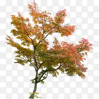 红色秋日枫叶大树