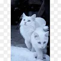 白色蓝眼睛的波斯猫