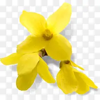 金秋黄色鲜艳花朵高清