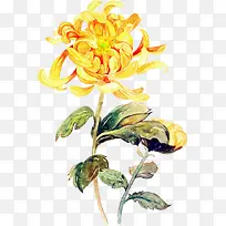 创意高清黄色的菊花形状