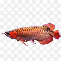 一条红色的热带鱼
