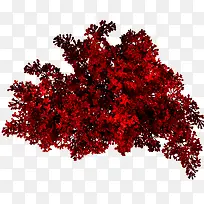 红色灌木丛