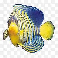 黄蓝纹的鱼
