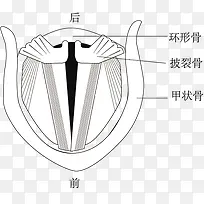 声带发声示意图