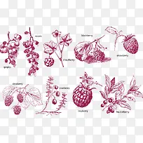 矢量复古莓类水果素描
