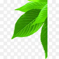 绿色脉络叶片医疗