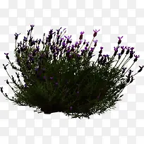 紫色小花草丛装饰