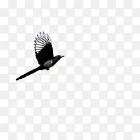 飞翔的黑色白边喜鹊