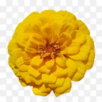 卡通鲜花图片花朵素材