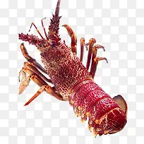 红色龙虾