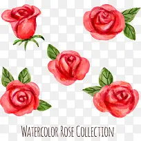 5款水彩绘红玫瑰