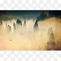 白雾笼罩的森林海报背景