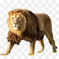 狮子狮王