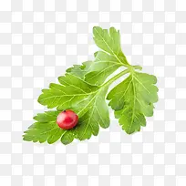 一片香菜叶