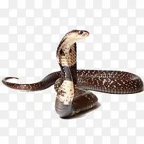 印度蟒蛇