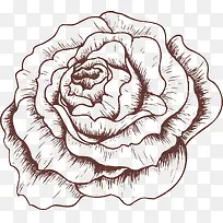 玫瑰花