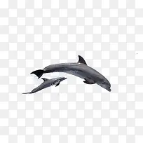 跳跃的海豚