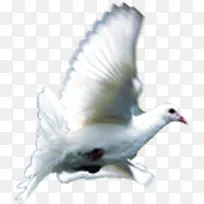 白色唯美飞翔鸽子