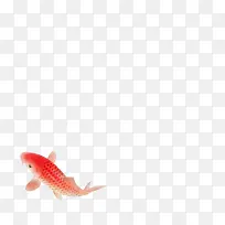 一条红色的鱼