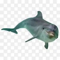 海豚飞跃 png动物素材