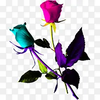 火热紫色蓝色玫瑰