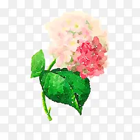 彩色手绘的花朵