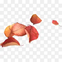 金秋多彩的枫叶图片