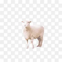 绵羊动物图片