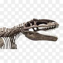 实物恐龙化石