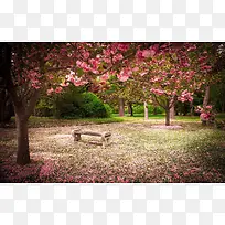 粉色桃花树林风景