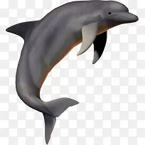 海底生物动物 海豚