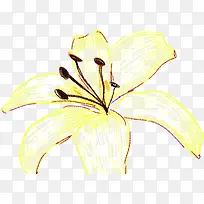 浅黄色唯美花朵素材
