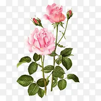 粉色玫瑰花枝植物