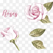 粉红水彩手绘玫瑰