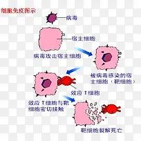 细胞免疫图