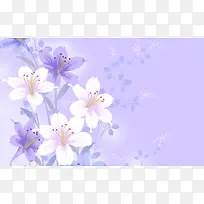 紫色花朵淡雅壁纸