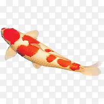 鲤鱼红色白色游动图片