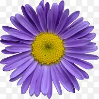 蓝紫色荷兰菊