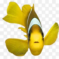 黄色的鱼