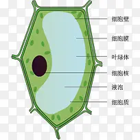 植物细胞模式图