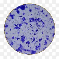 显微镜放大的酵母图片素材