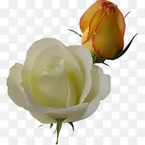 黄白色高清玫瑰花朵