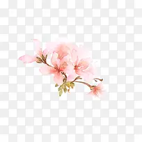 粉色木槿花图片素材