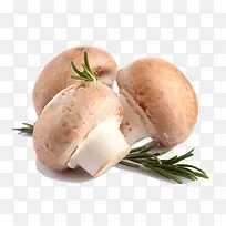 实拍蘑菇菇类素材