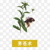 茅苍术