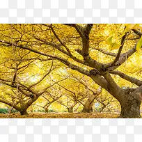 秋天树林里的树叶都黄了