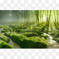 绿色森林苔藓石头海报背景